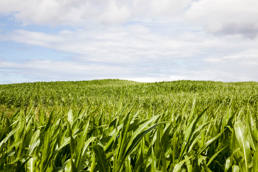 Young,Corn,Sprouts,In,The,Spring,Season,,Green,Corn,In