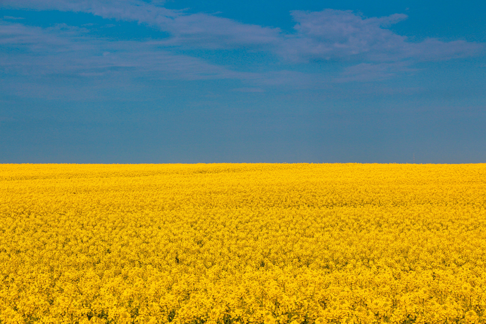 Panorama,Of,Ukraine,To,The,Independence,Day,Of,Ukraine,,Open