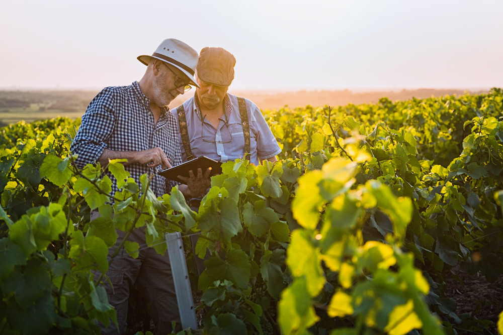 Two,French,Winegrowers,Working,In,Their,Vineyards,At,Sunset.,They