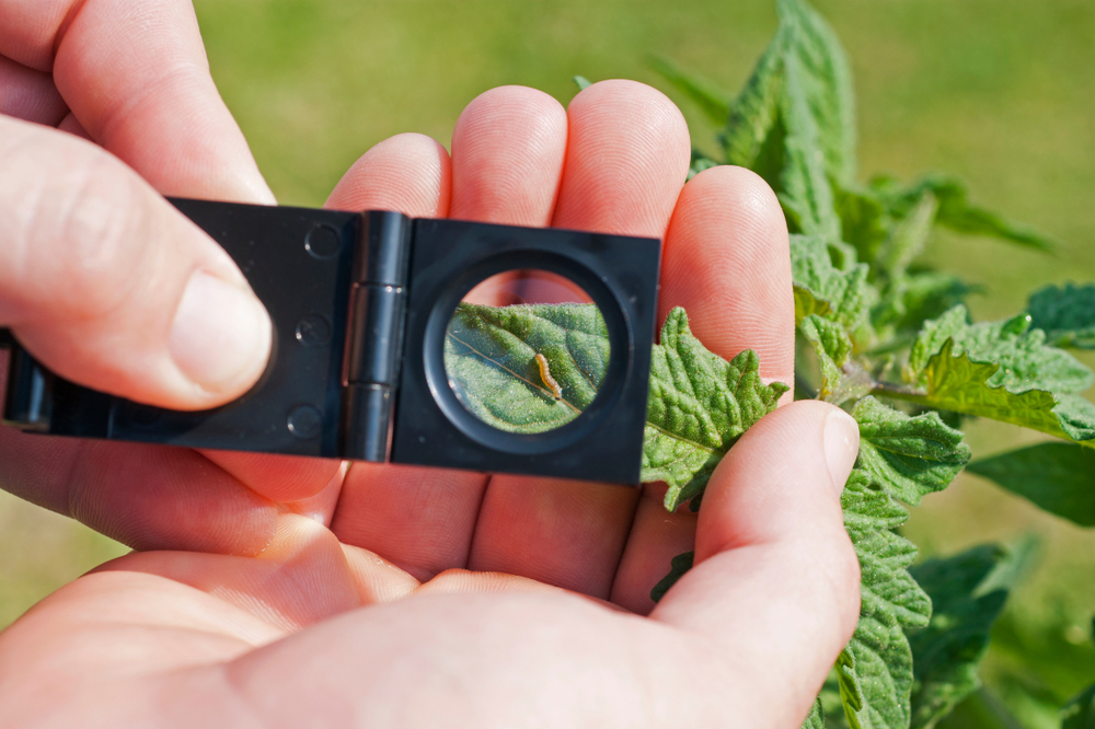 Crop,Scouting,In,Integrated,Pest,Management