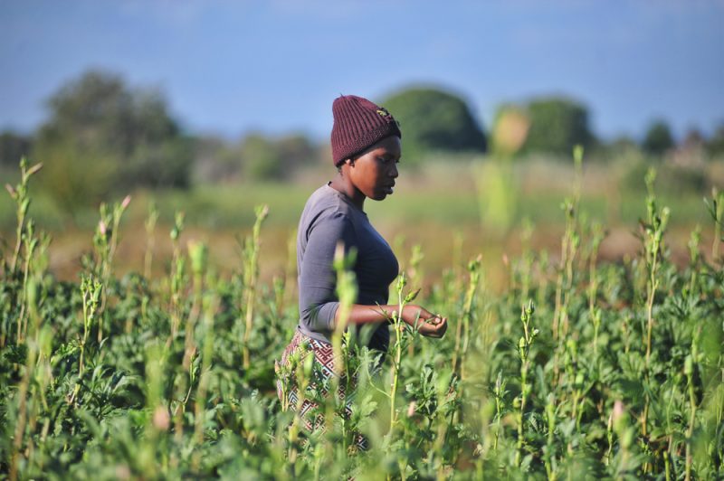 Afrikas und Europas Landwirtschaft braucht Schutz