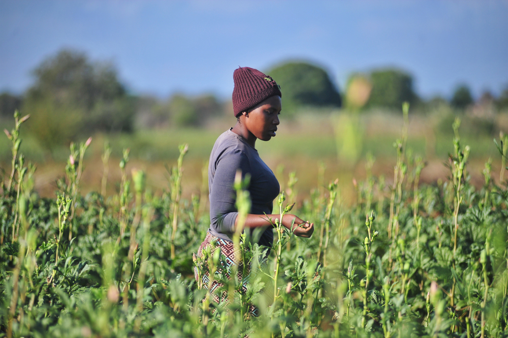 Gumbu,,Limpopo/south,Africa,-,07/04/2020:,South,African,Farmers,Along,The