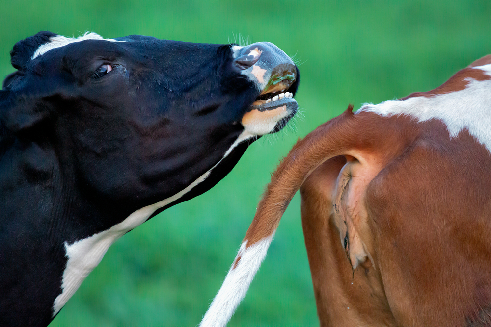Cows,Produce,A,Lot,Of,Methane.,This,Is,A,Greenhouse