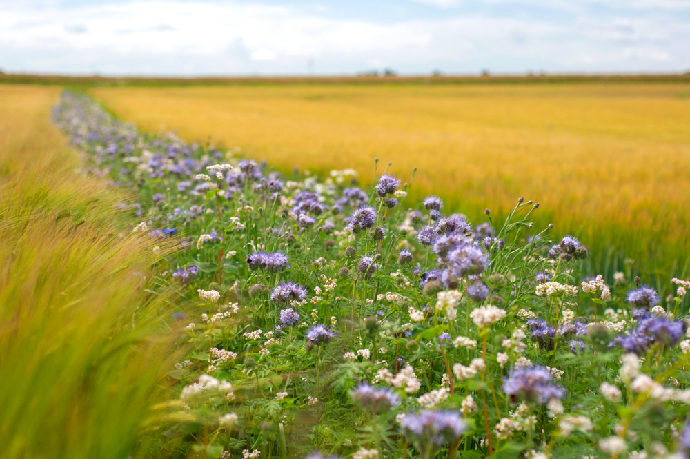 Flower,Strip,Ecological,Farming