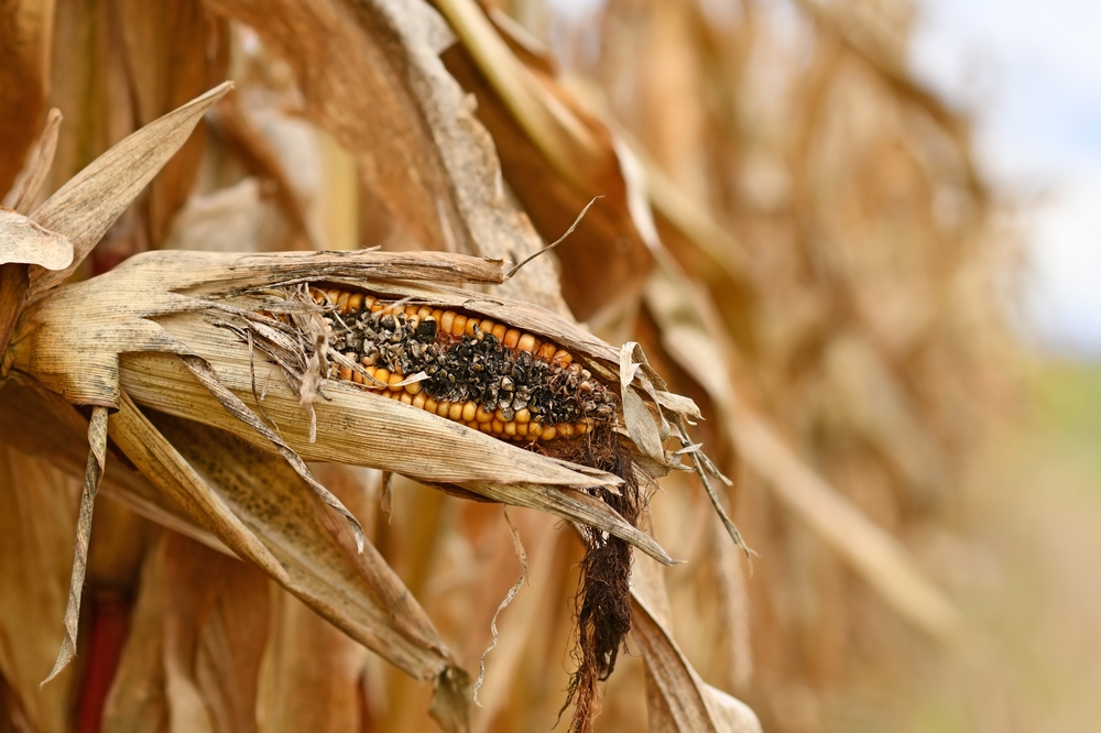 Close,Up,Of,Sick,Rotten,Corncob,With,Black,Maize,Kernel