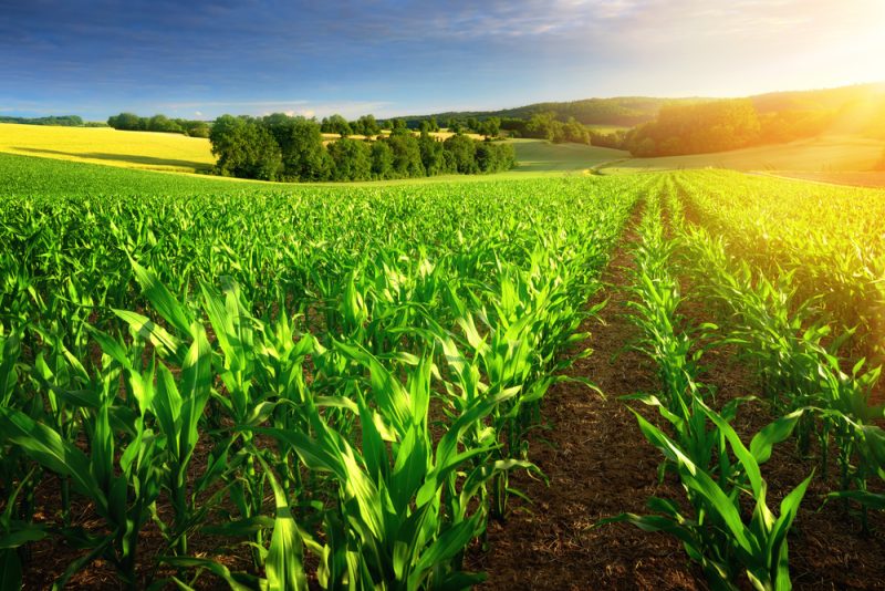 Agrarökologie: Hindernis und Notwendigkeit für die Ernährungssouveränität