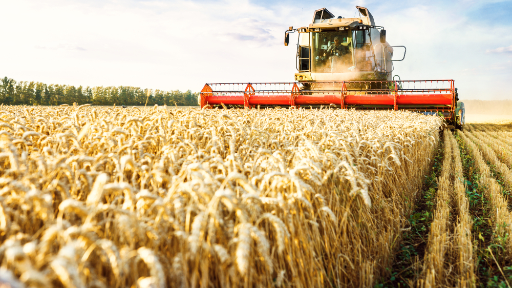 Wheat_resize