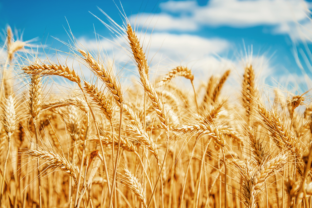 Gold,Wheat,Field,And,Blue,Sky