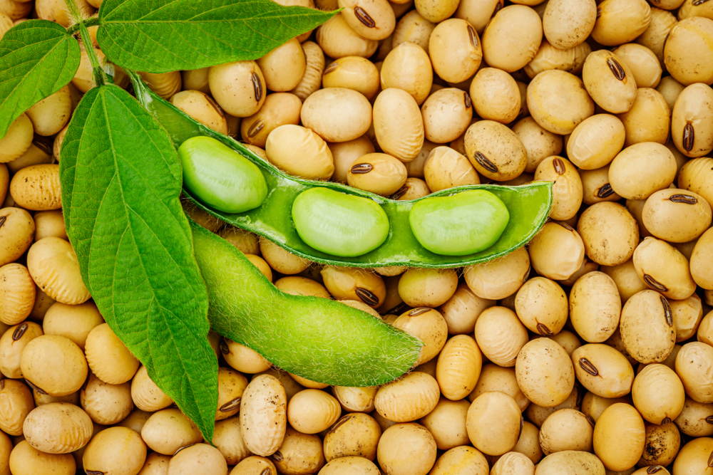 Soy,Bean,Mature,Seeds,With,Immature,Soybeans,In,The,Pod.