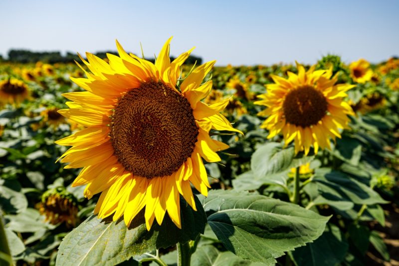Rumänien will fehlende Agrarexporte aus Ukraine ausgleichen