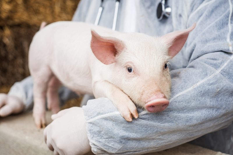 EU-Maßnahmen für weniger Antibiotika in der Tierhaltung "unzureichend"