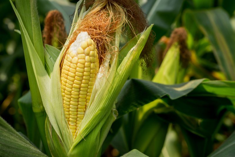 Keine Einigung über Maßnahmen zur Ernährungssicherheit