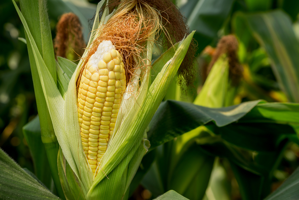 Closeup,Corn,On,The,Stalk,In,The,Corn,Field