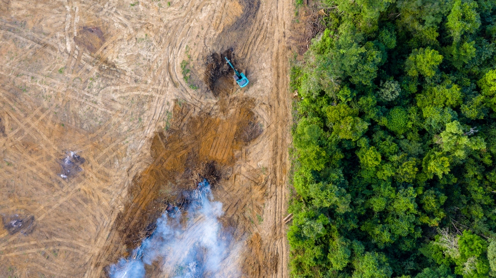 Deforestation