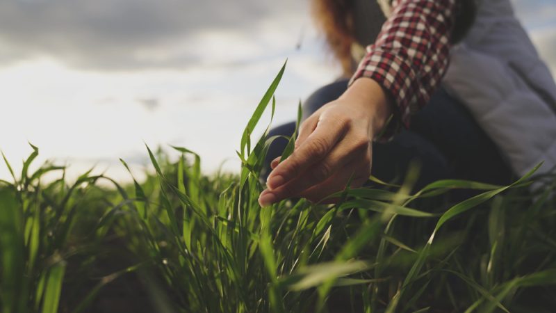 EU-Unterstützung für "Couch"-Landwirte schlecht für die Branche