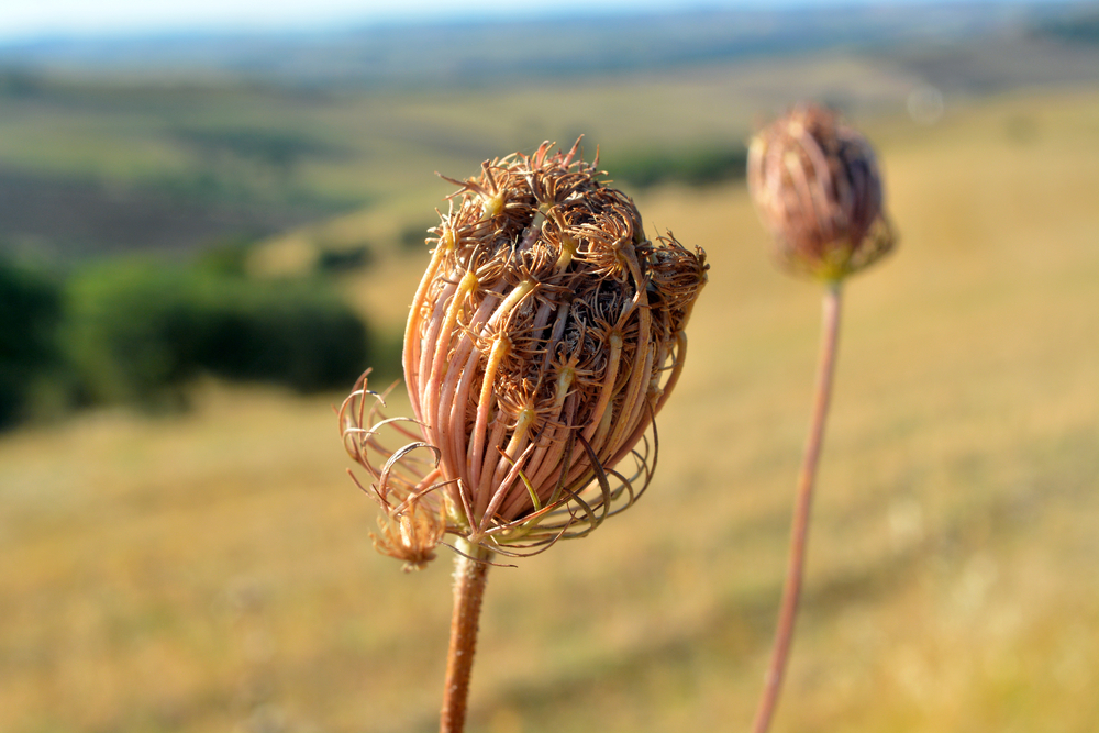 Plants,Dried,In,The,Sun,Due,To,Drought,In,Southern