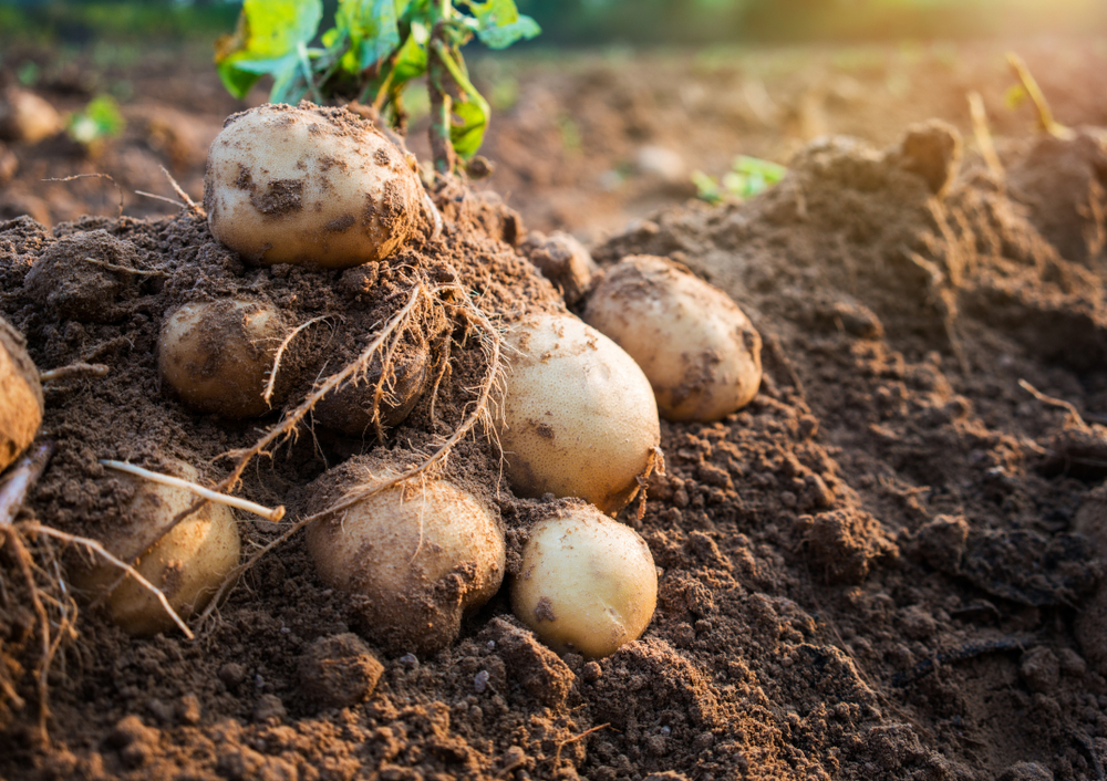 Fresh,Organic,Potatoes,In,The,Field
