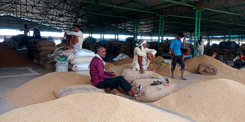Indian,Village,Farmers,Seating,At,Wheat,Grain,Field,District,Katni