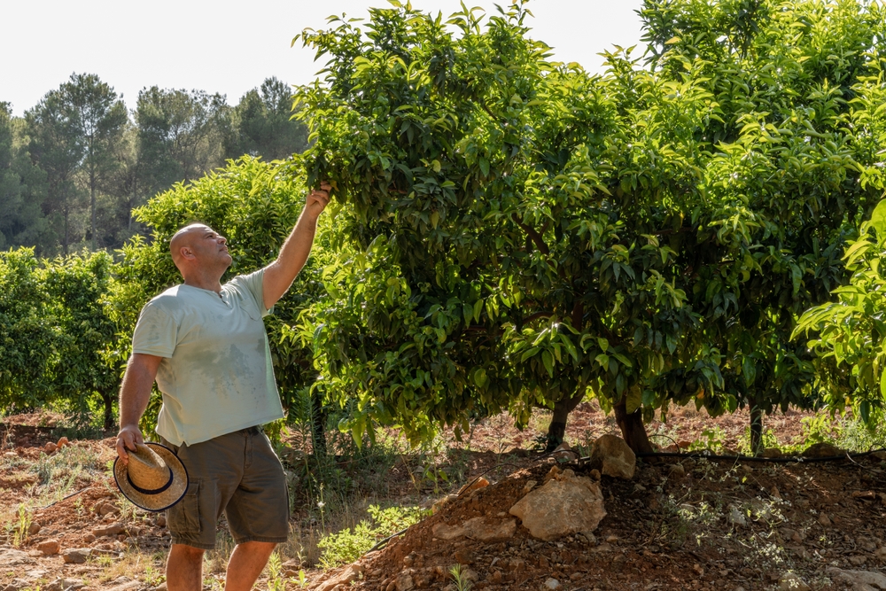 Spanish,Farmer,Monitors,The,State,Of,The,Orange,Trees,,On
