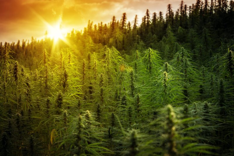 Albaniens Cannabis-Legalisierung sorgt für Empörung bei der Opposition