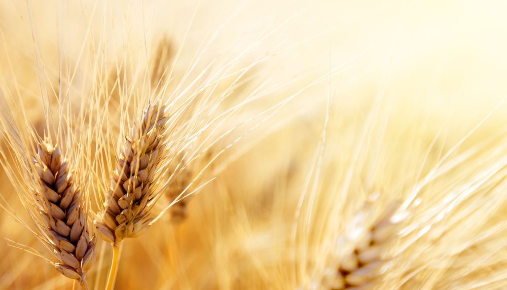 Wheat,Field