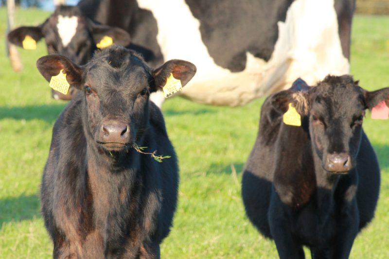 Methanreduktion in der Nutztierhaltung steht vor Bewährungsprobe