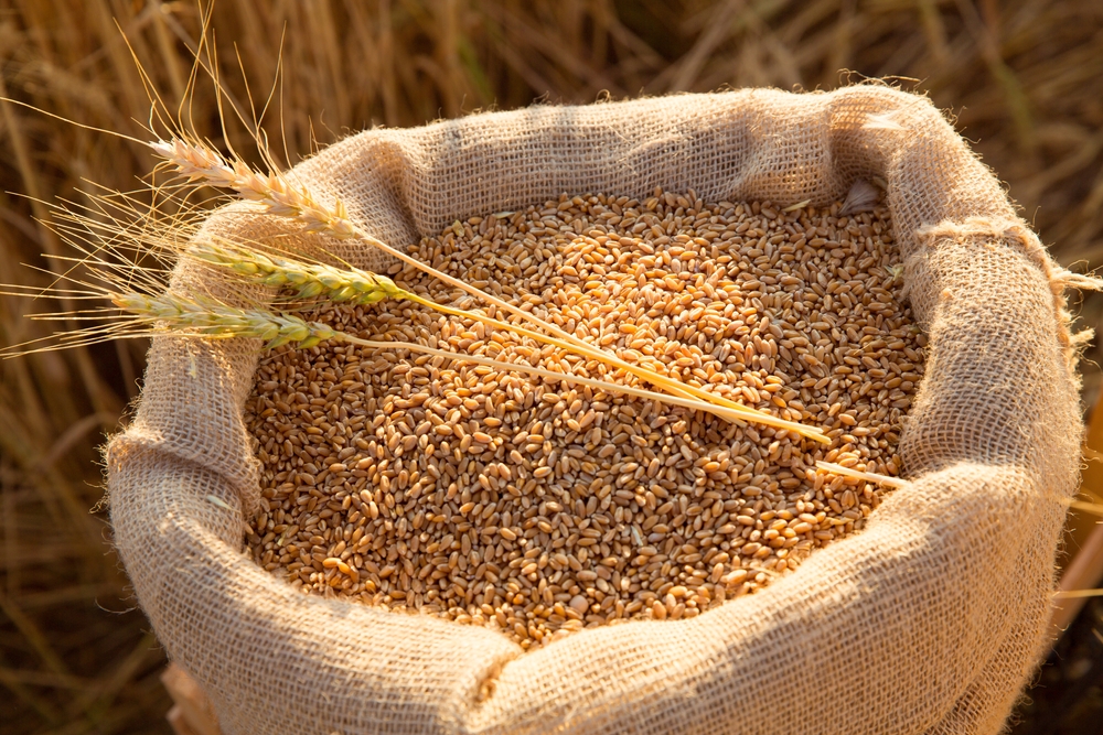 Canvas,Bag,With,Wheat,Grains,And,Mown,Wheat,Ears,In