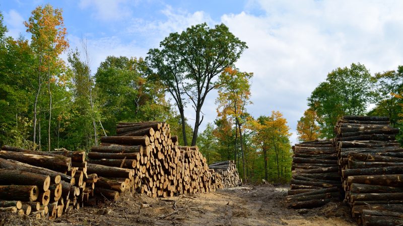 Warum Waldbiomasse nicht zu den "erneuerbaren" Energien gezählt werden darf