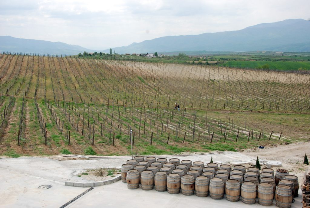 Wine growing in Bulgaria