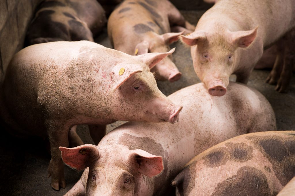 African swine fever looms over thousands of Dominican producers