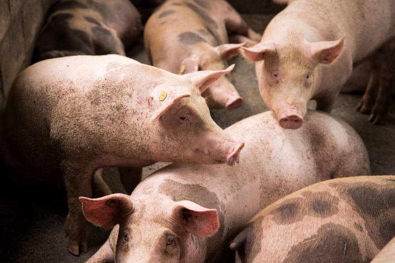 EU-Lebensmittelbehörde erteilt Empfehlungen für Wohlergehen von Schweinen