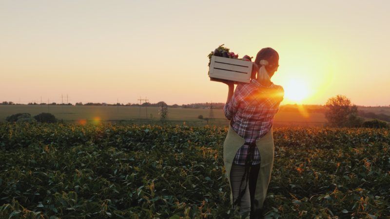 Niederländisches Aufkaufprogramm für Landwirte könnte gegen EU-Recht verstoßen