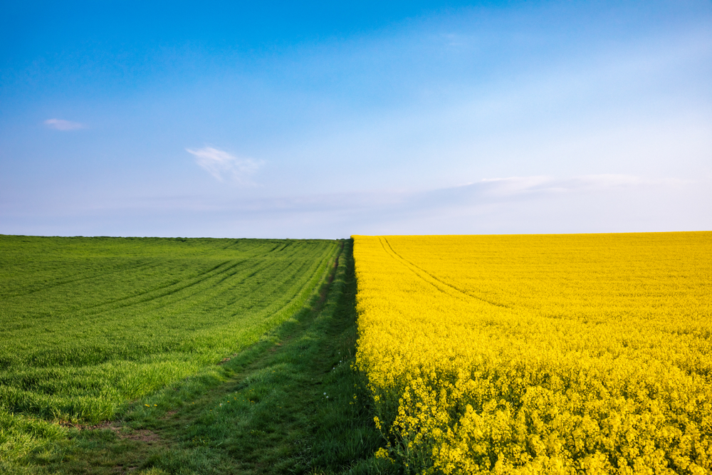 Bavarian,Spring,Rural,Landscape,With,Edge,Between,Green,Grass,And