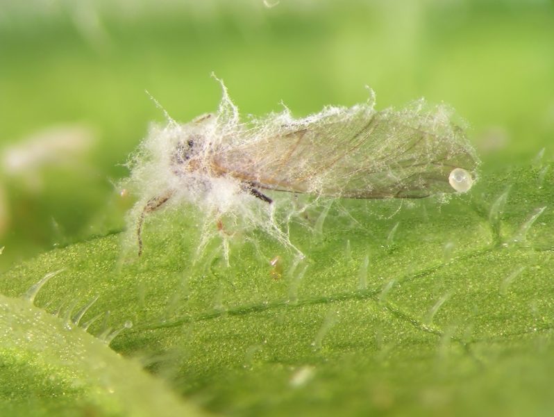 Kommission verabschiedet Regeln für schnellere Zulassung von Bio-Pestiziden