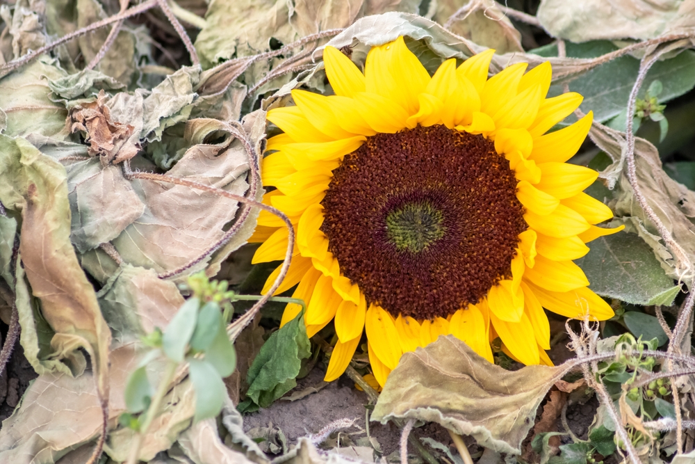 Drought,With,Dry,And,Withered,Sunflowers,In,Extreme,Heat,Periode