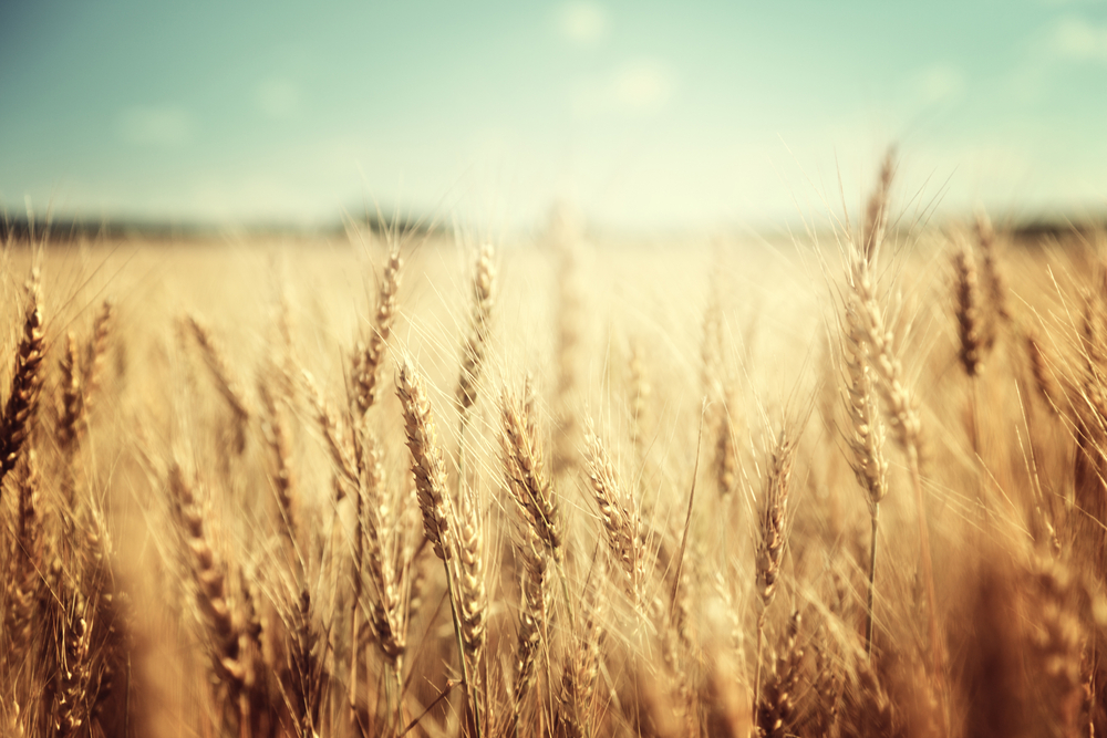 Golden,Wheat,Field,And,Sunny,Day