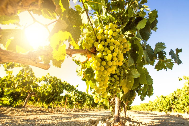 Start der Weinernte in Europa durchwachsen
