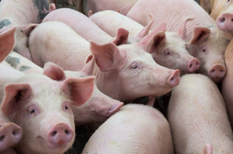 Schweinepest: Özdemir bittet EU um vorzeitiges Ende für Sperrzone in Niedersachsen