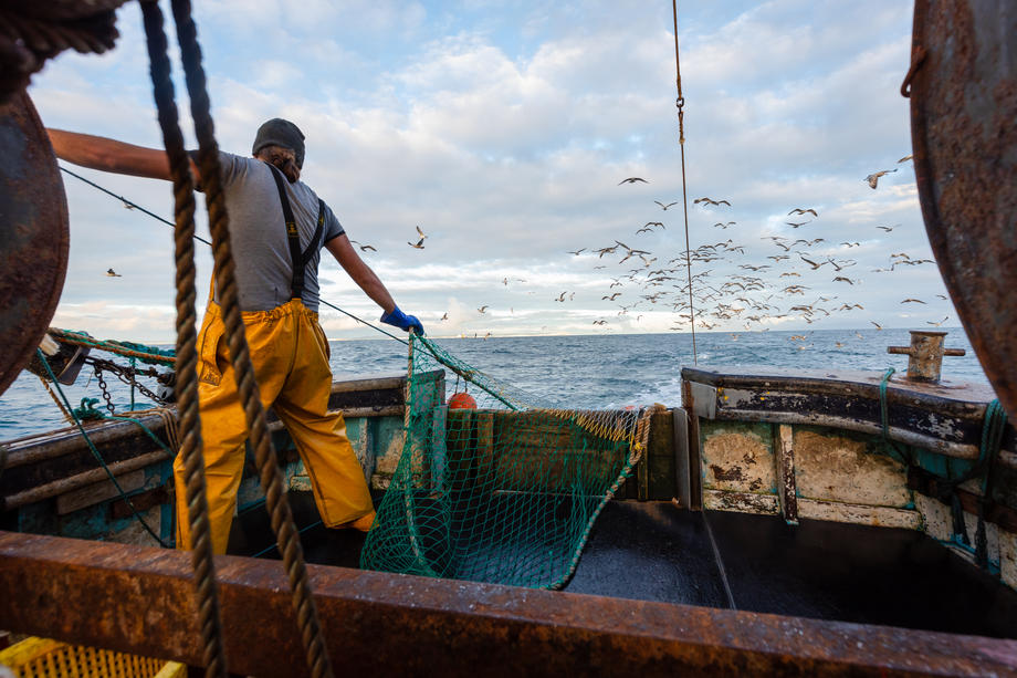 Sea fishing in the English Channel