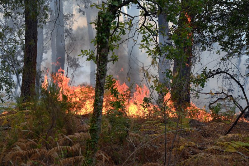 Klimawandel führt zu beispiellosen Waldbrandschäden