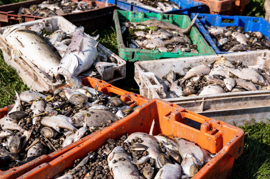 Some 100 tonnes of dead fish in Oder river since late July, reason remains unclear