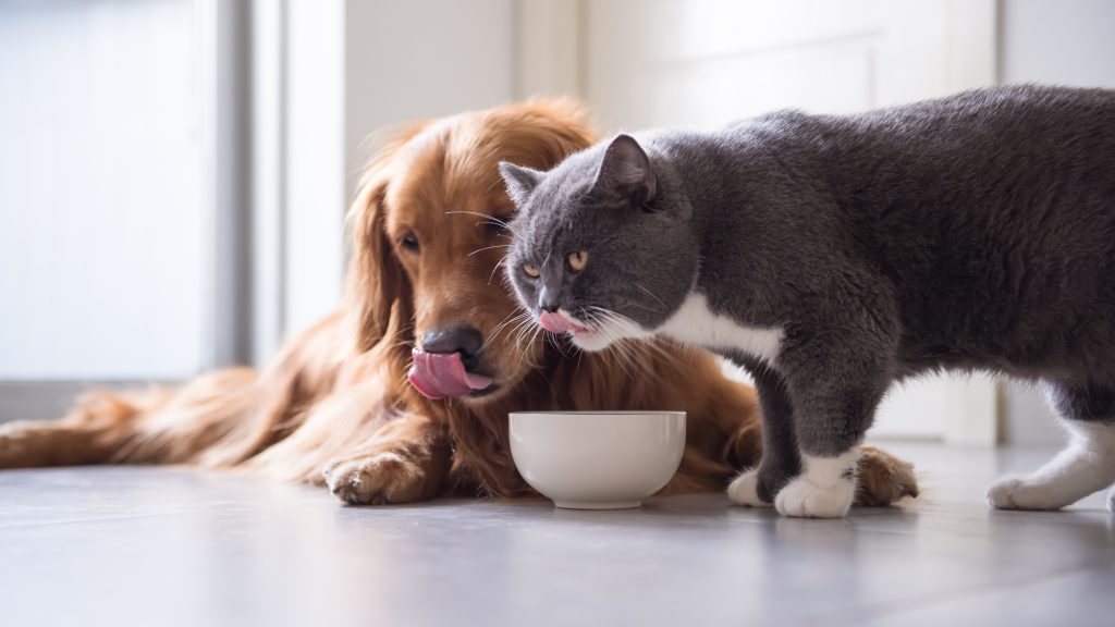 cat_dog_2