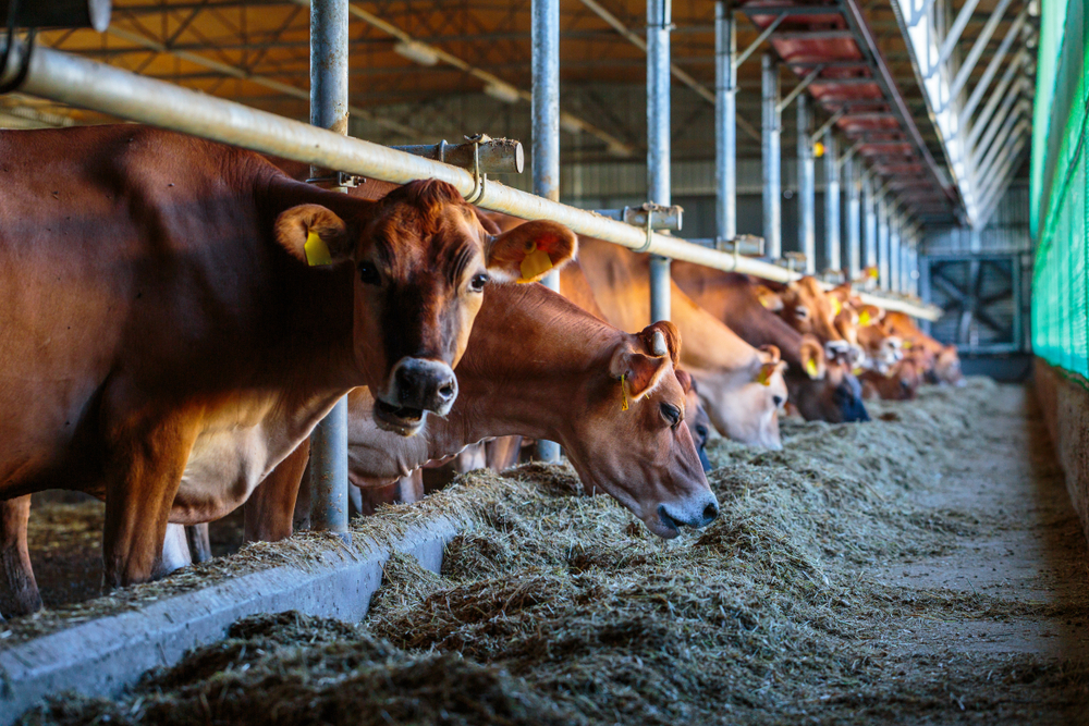 Cows,Dairy,Breed,Of,Jersey,Eating,Silos,Fodder,In,Cowshed