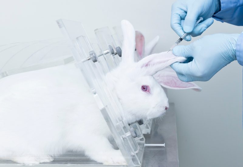 EU-Bürgerinitiative gegen Tierquälerei sammelt 1,5 Millionen Unterschriften