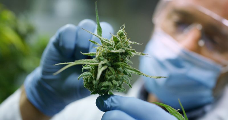 Tschechien denkt über Entkriminalisierung von Cannabis nach