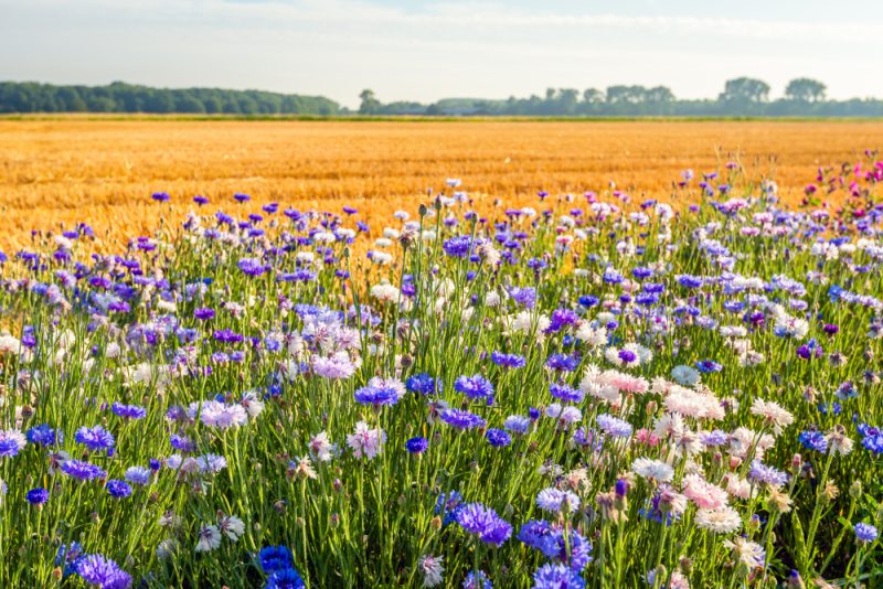 Kommission: Folgen der Lockerung von Umweltregeln für Landwirtschaft unklar