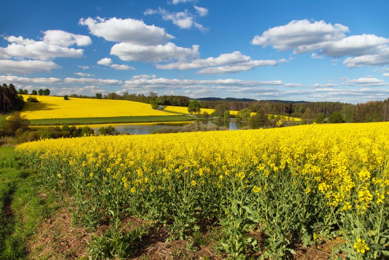EU-Agrarreform: Zeitplan für Deutschland weiter unklar