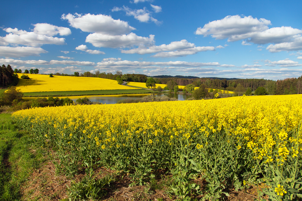 Rapeseed,,Canola,Or,Colza,Field,In,Latin,Brassica,Napus,,Rape