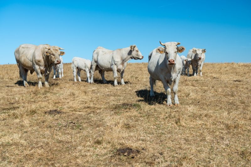 Dürrebedingte Ernteeinbußen treffen Viehwirtschaft am härtesten