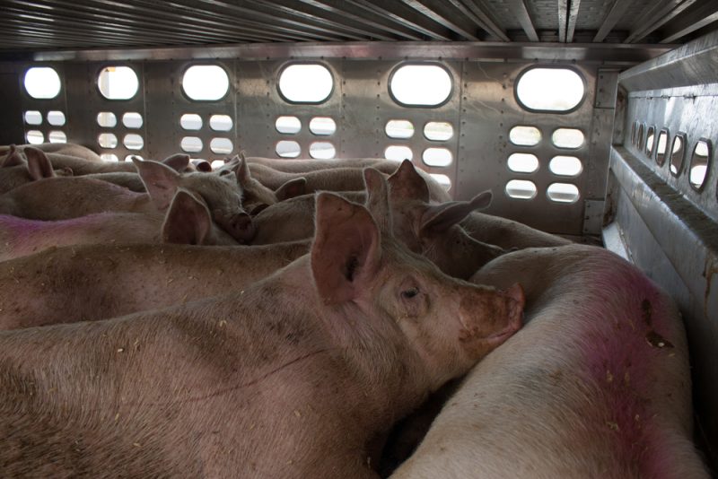 EU-Agentur: Tiere müssen kürzer und unter besseren Bedingungen transportiert werden